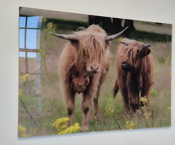 Schottische Hochlandrinder auf Plexiglas aus der Bilddatenbank, verfügbar unter Service/Kontakt.